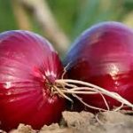 starting an onion export business guide