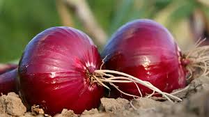 starting an onion export business guide